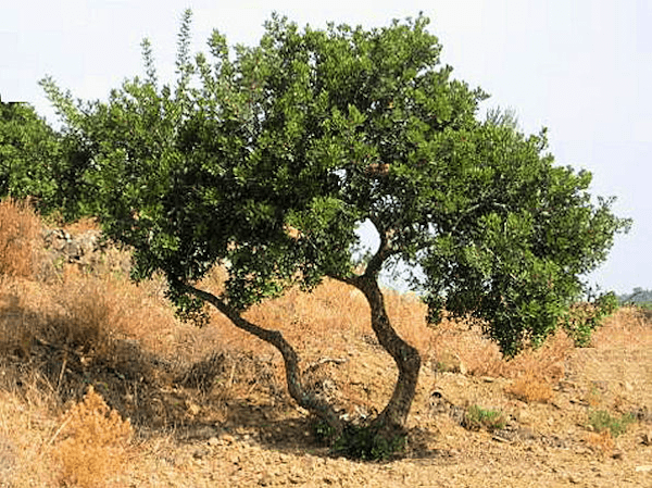 mastiha-tree